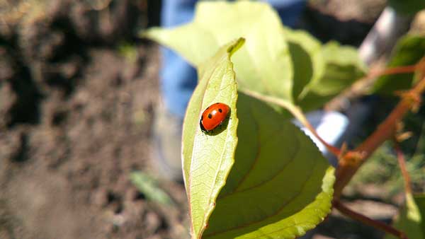 Coccinella su folgia