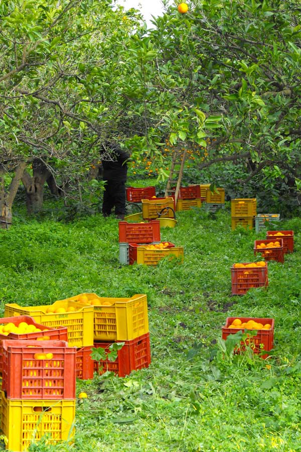la raccolta della frutta