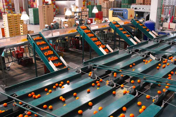 selezione della frutta