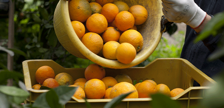 raccolta-arance