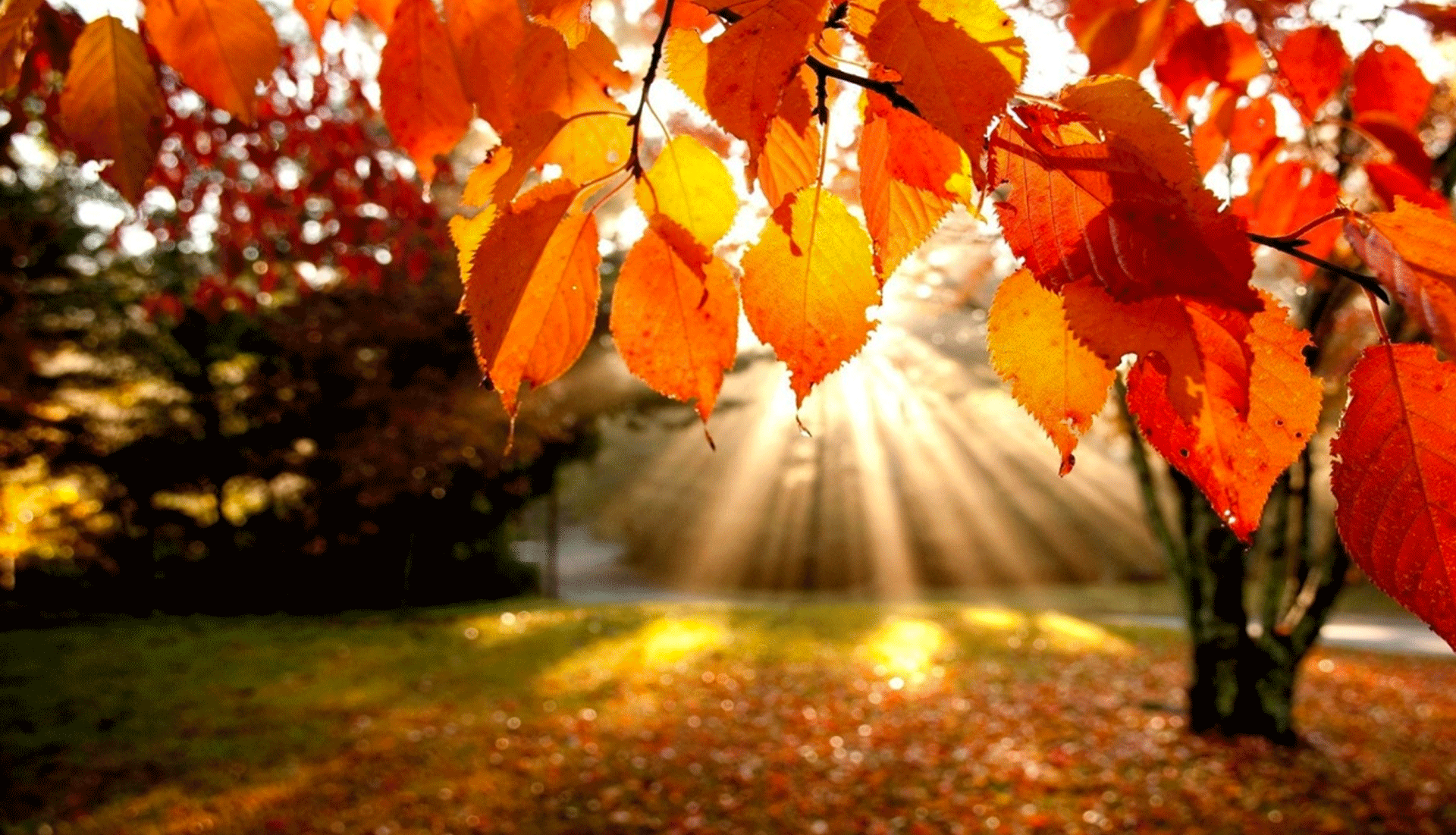 Incontro d'Autunno