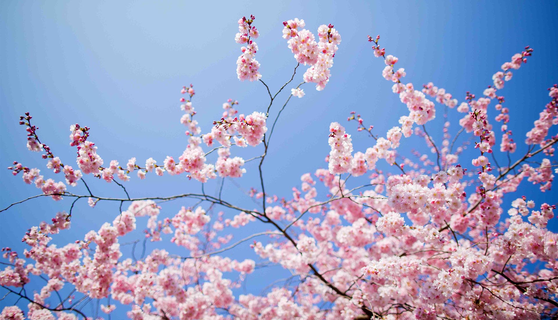 Incontro di Primavera